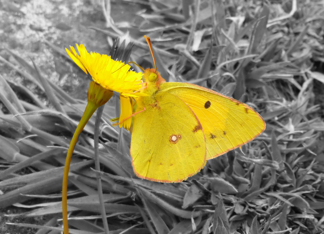 butterfly yellow insect free photo