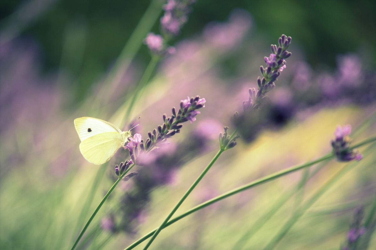 butterfly  lavender  summer free photo
