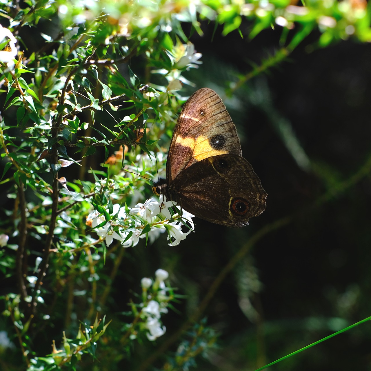 butterfly  insect  tisiphone abeona free photo