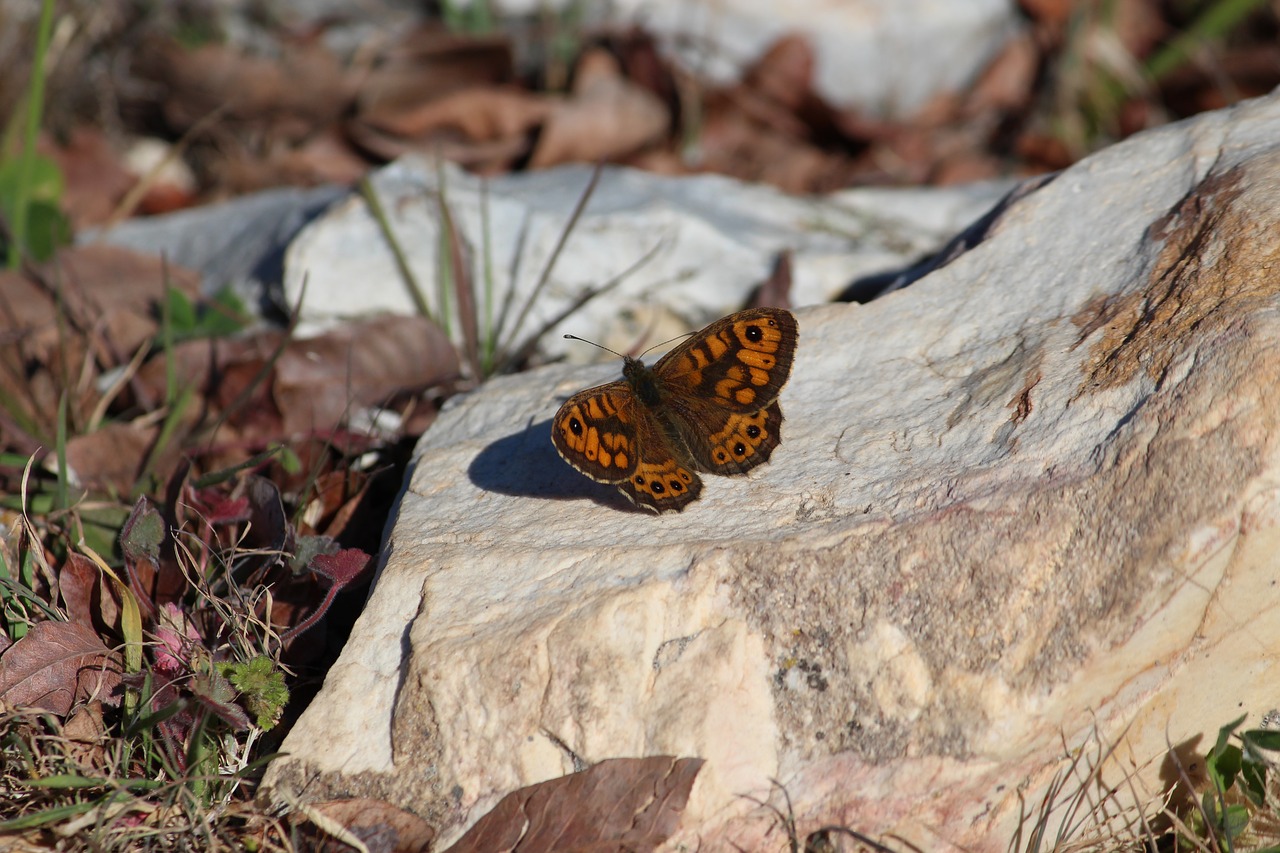 butterfly  nature  spring free photo