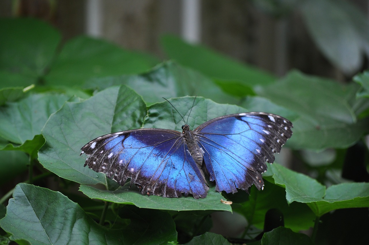 butterfly  animals  wing free photo