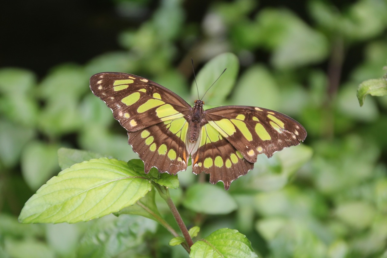 butterfly  nature  leaf free photo