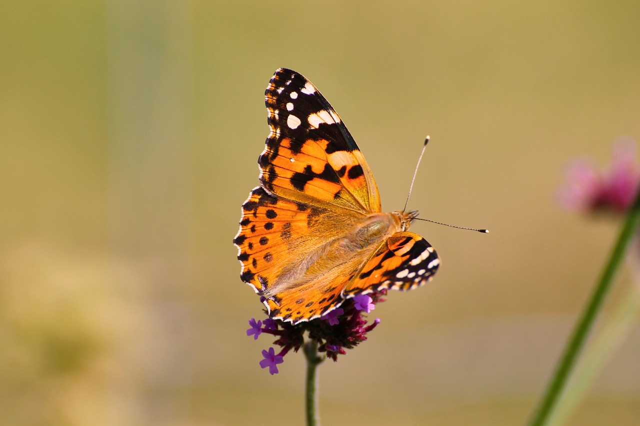 butterfly  nature  flower free photo