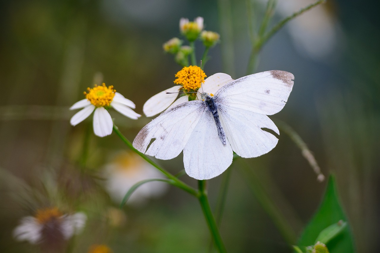 butterfly  nature  garden free photo