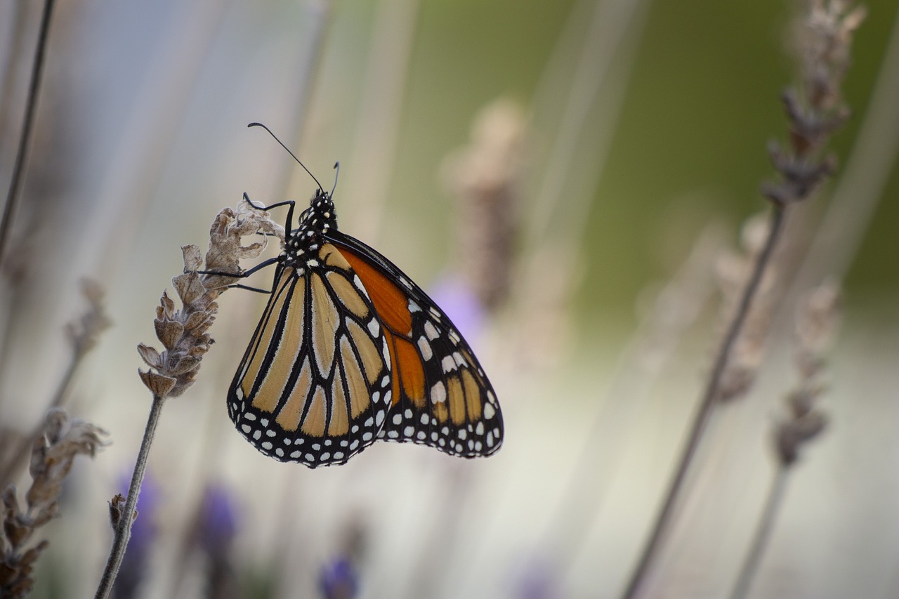 butterfly  monarch  wings free photo