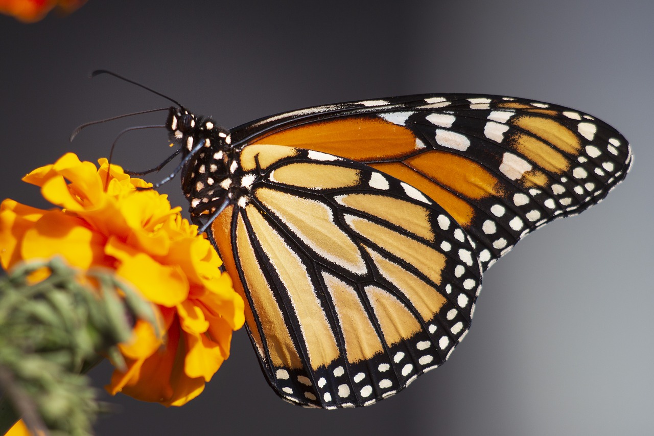 butterfly  wings  monarch free photo