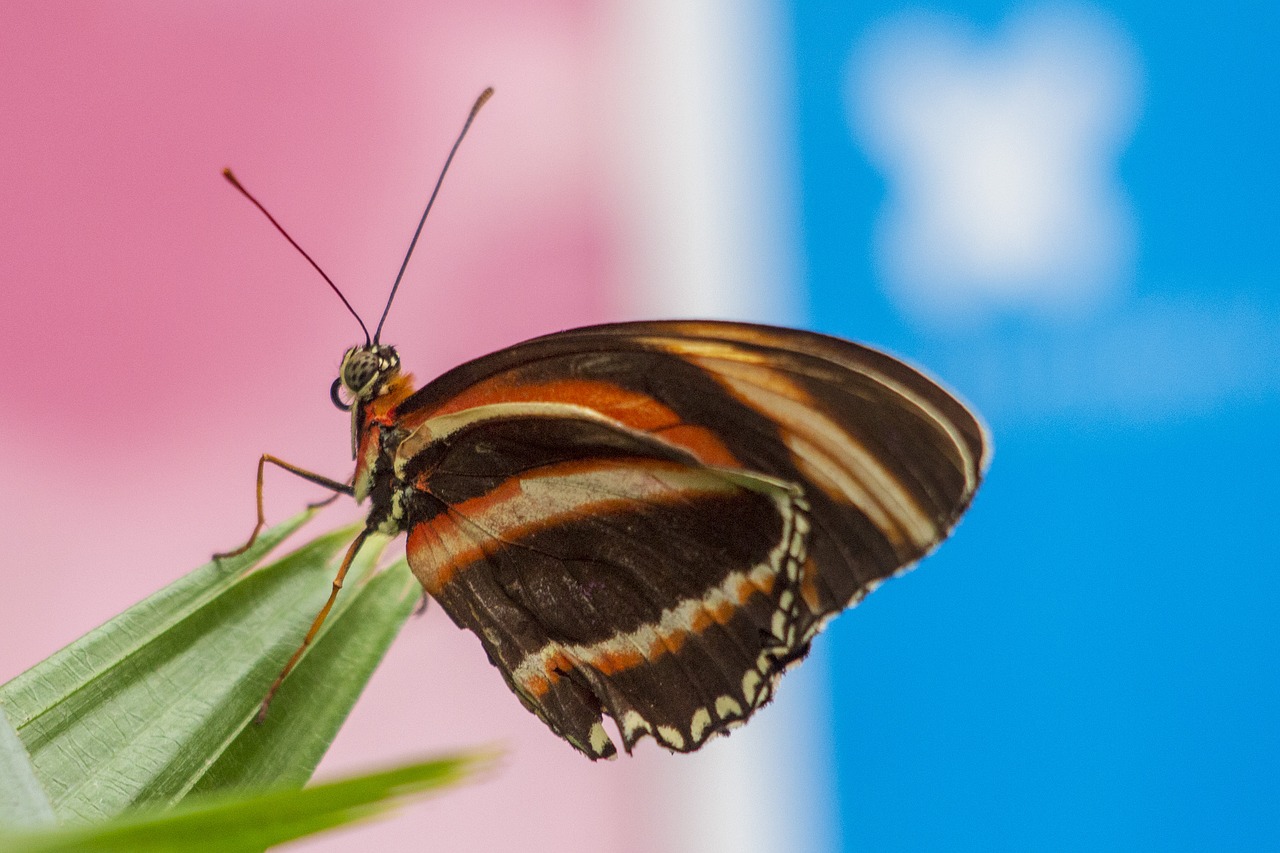 butterfly  wings  nature free photo