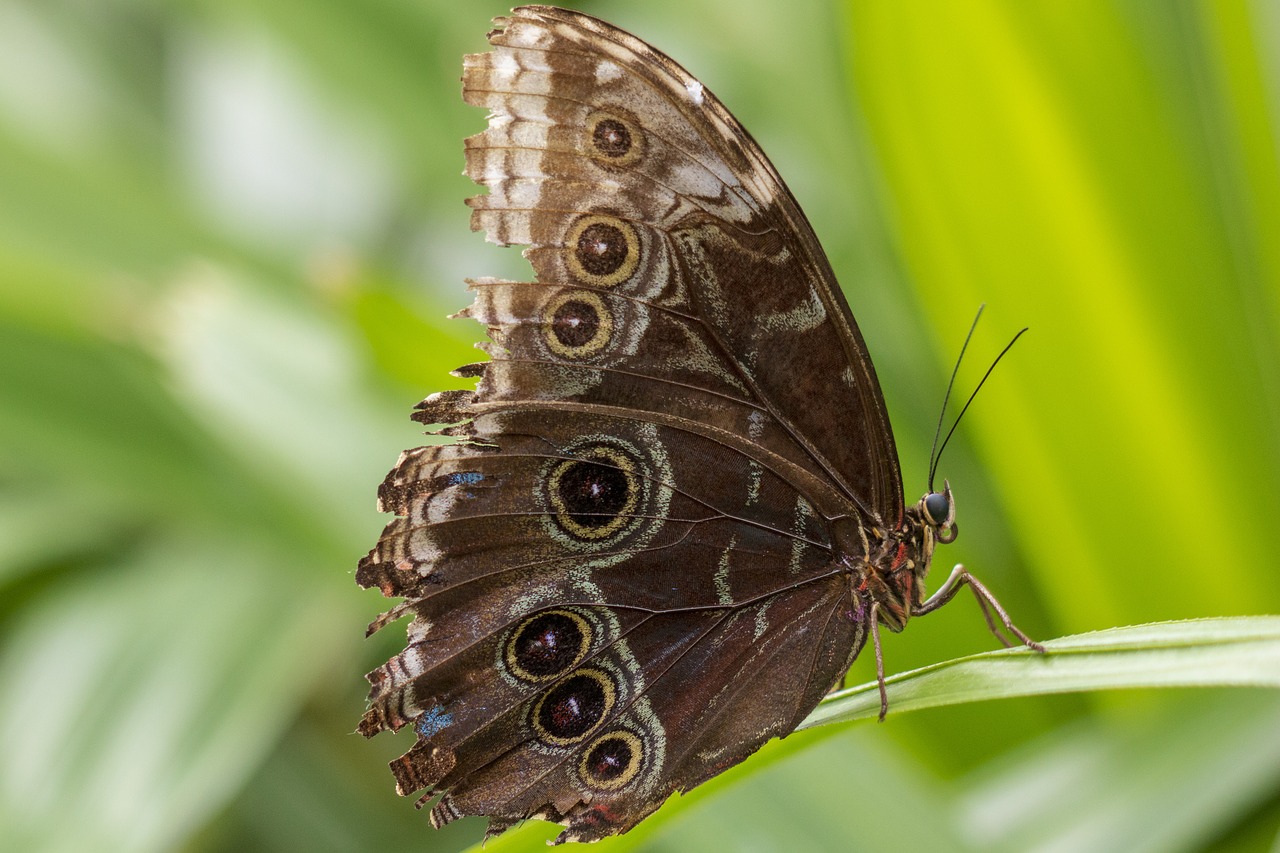 butterfly  wings  insect free photo