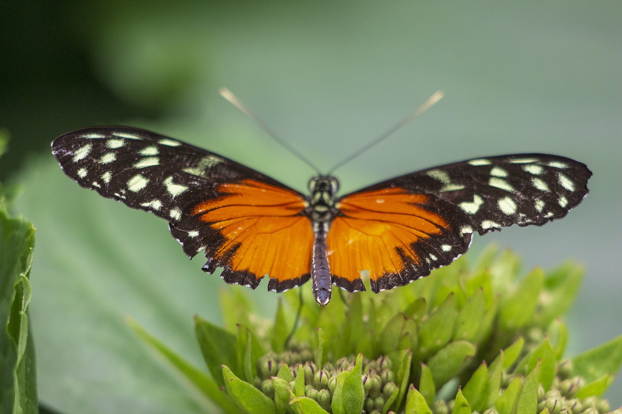 butterfly  wings  orange free photo