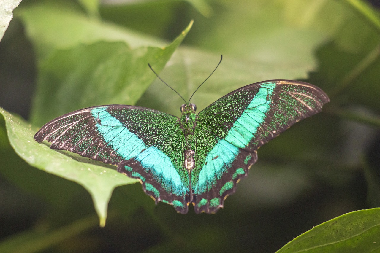 butterfly  wings  green free photo