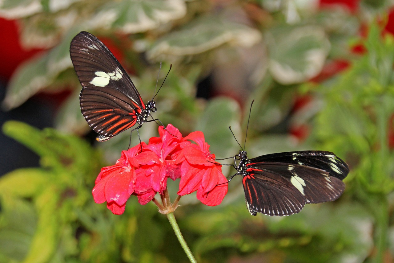 butterfly  flower  insect free photo