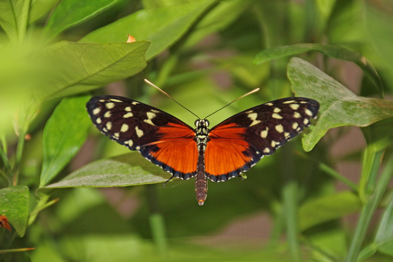 butterfly  wing  animal free photo