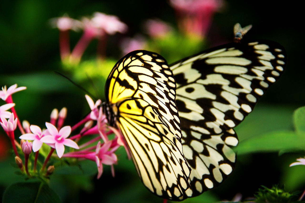 butterfly  nature  summer free photo