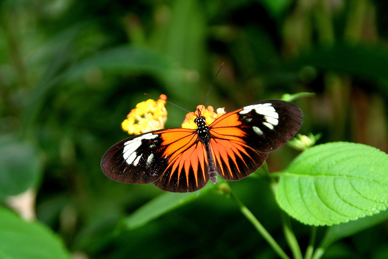 butterfly  colorful  insect free photo