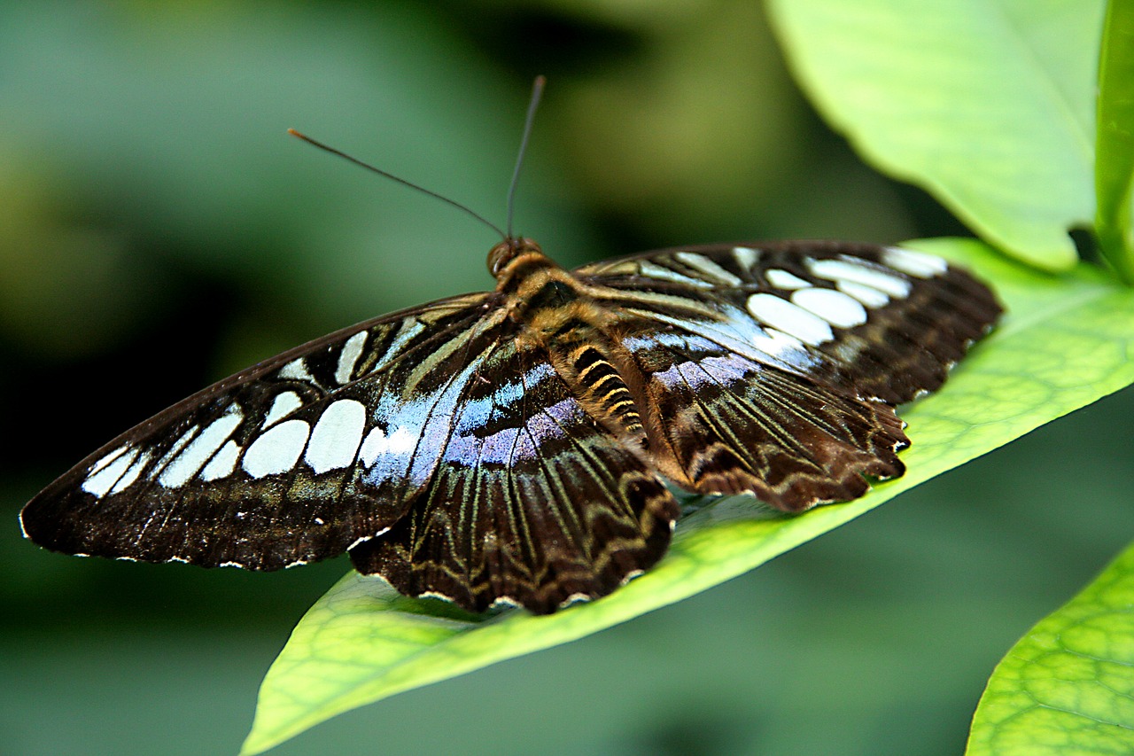 butterfly  nature  macro free photo