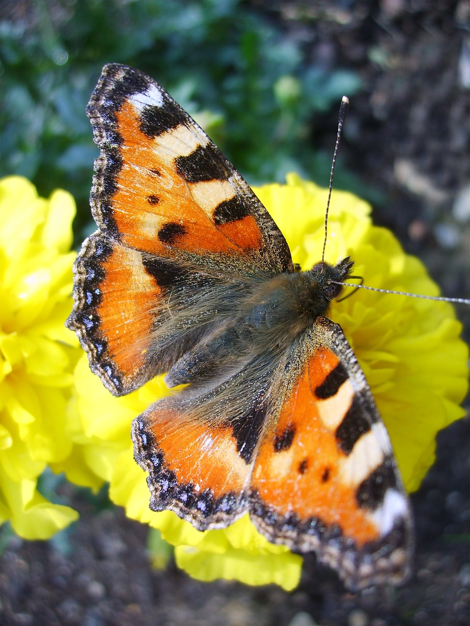 butterfly  nature  swallowtail free photo