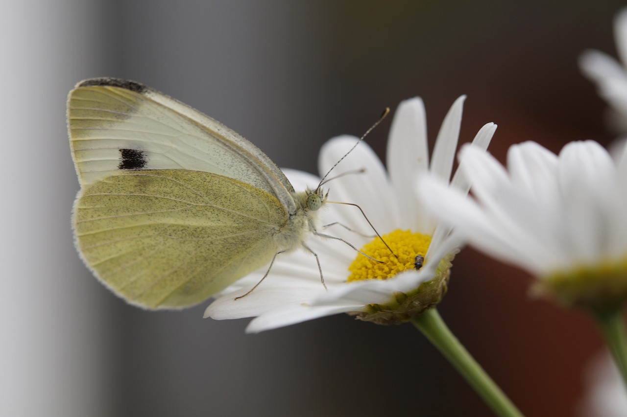 butterfly white large cabbage white ling free photo