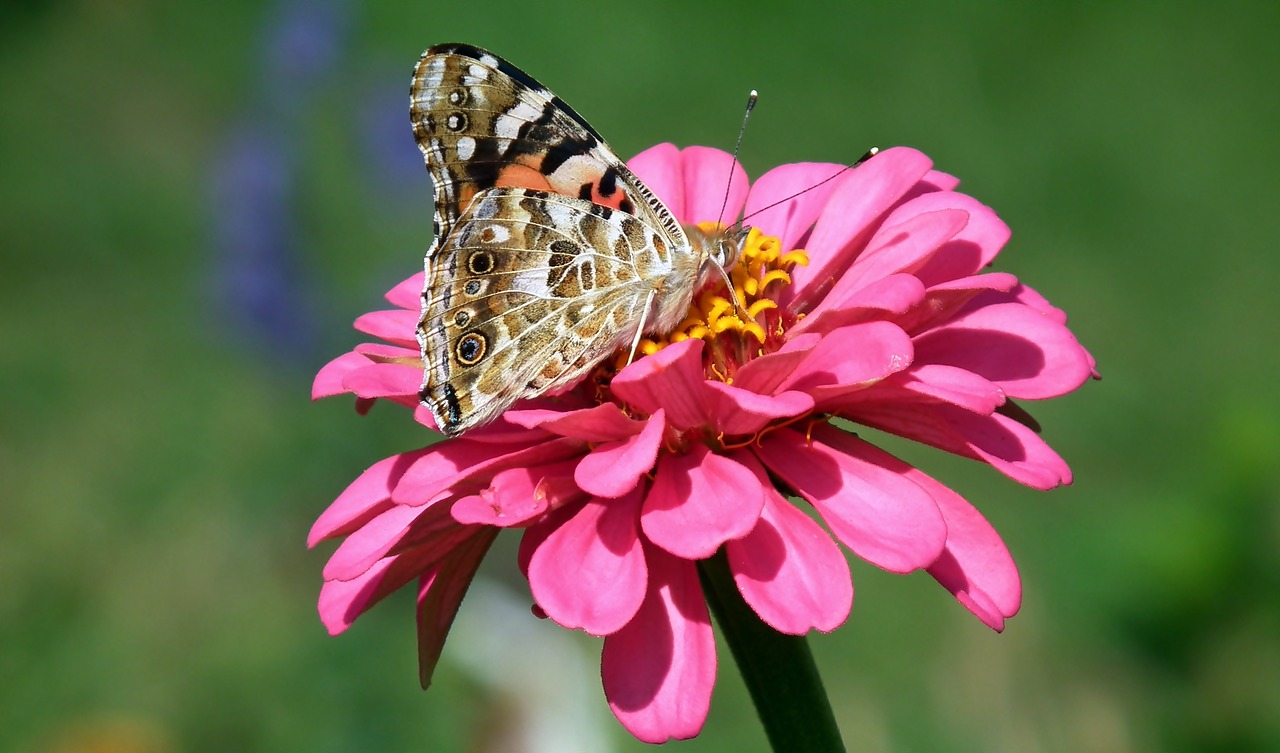 butterfly  insect  flower free photo