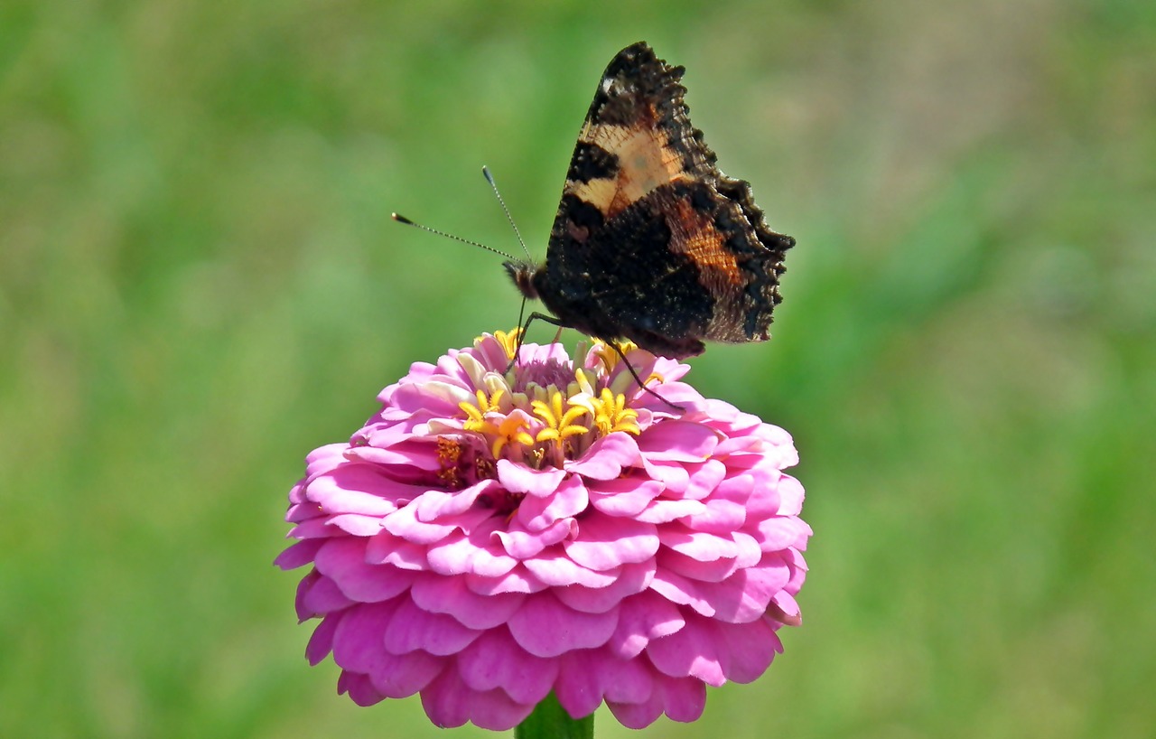 butterfly  insect  flower free photo