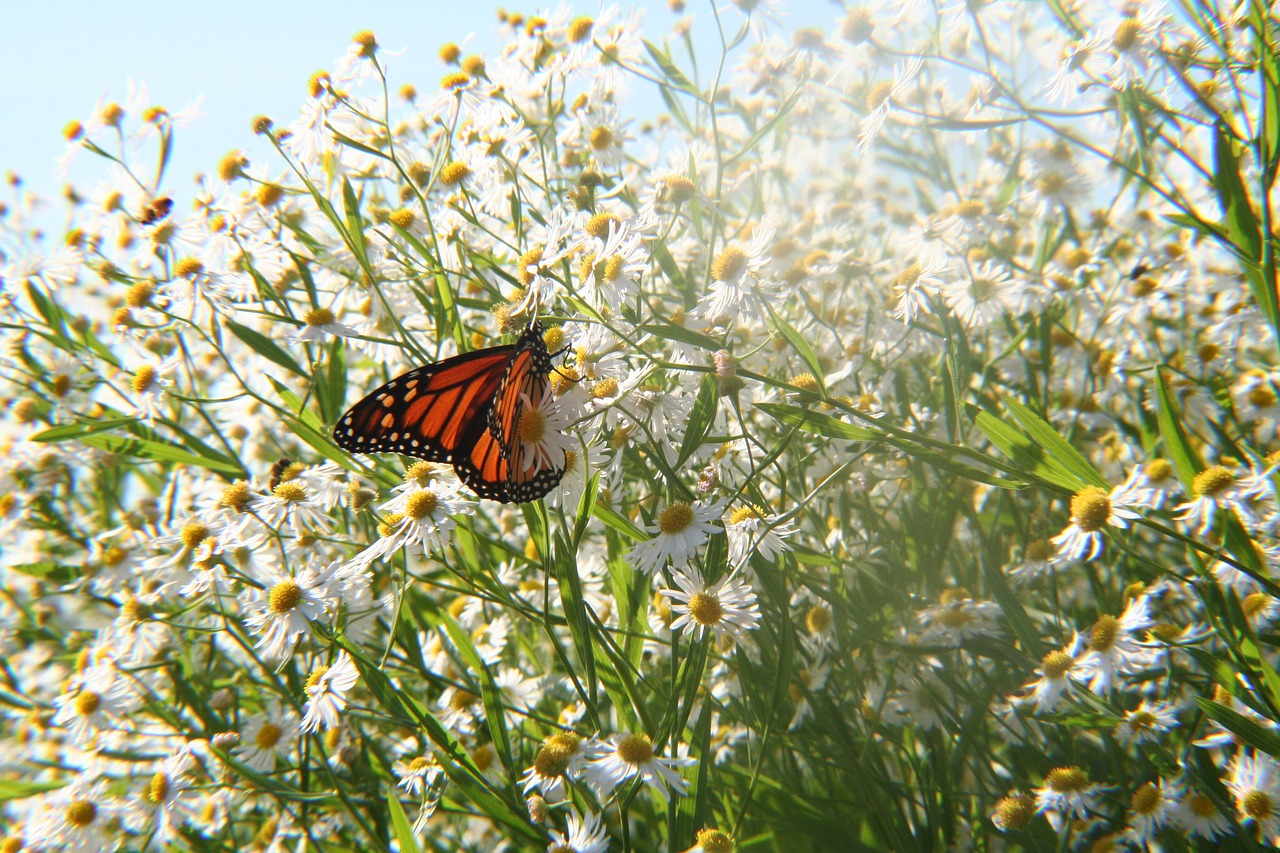 butterfly  flowers  nature free photo