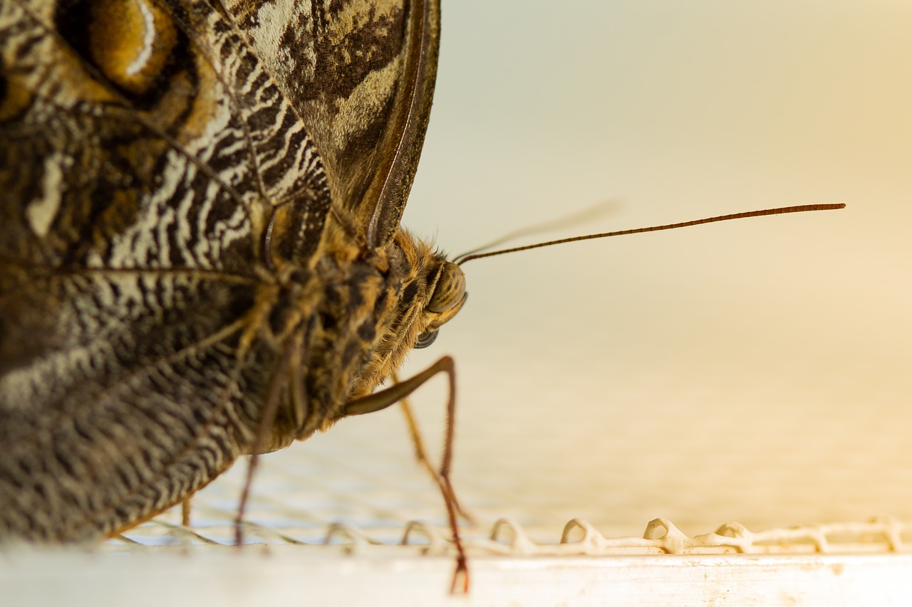 butterfly  close up  insect free photo