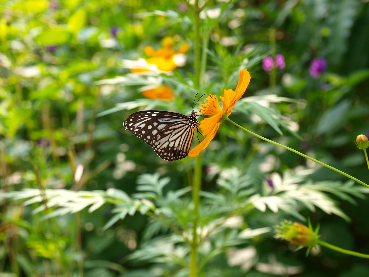 butterfly  nature  butterfly garden free photo