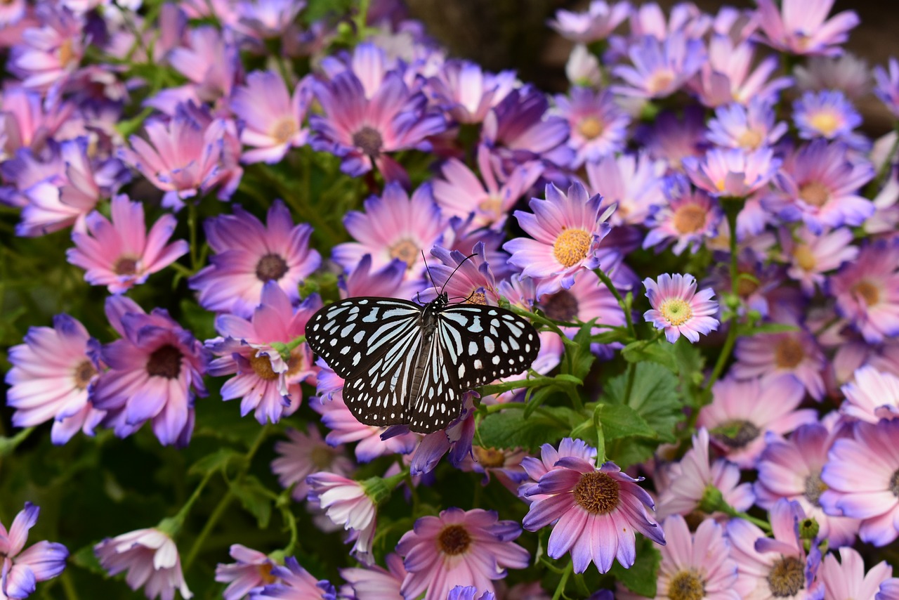 butterfly  japan  spring free photo