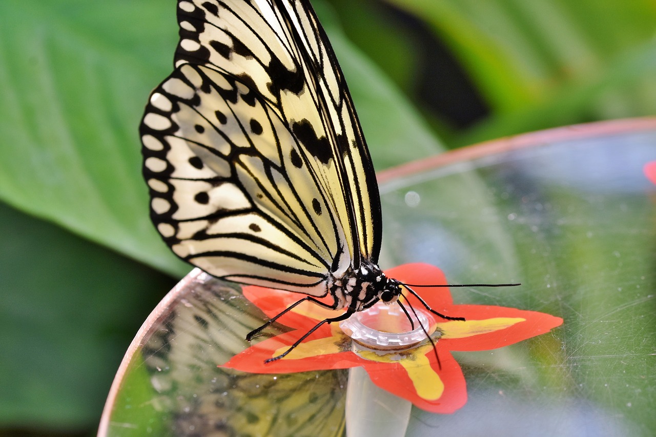 butterfly  tropical butterfly  exotic free photo