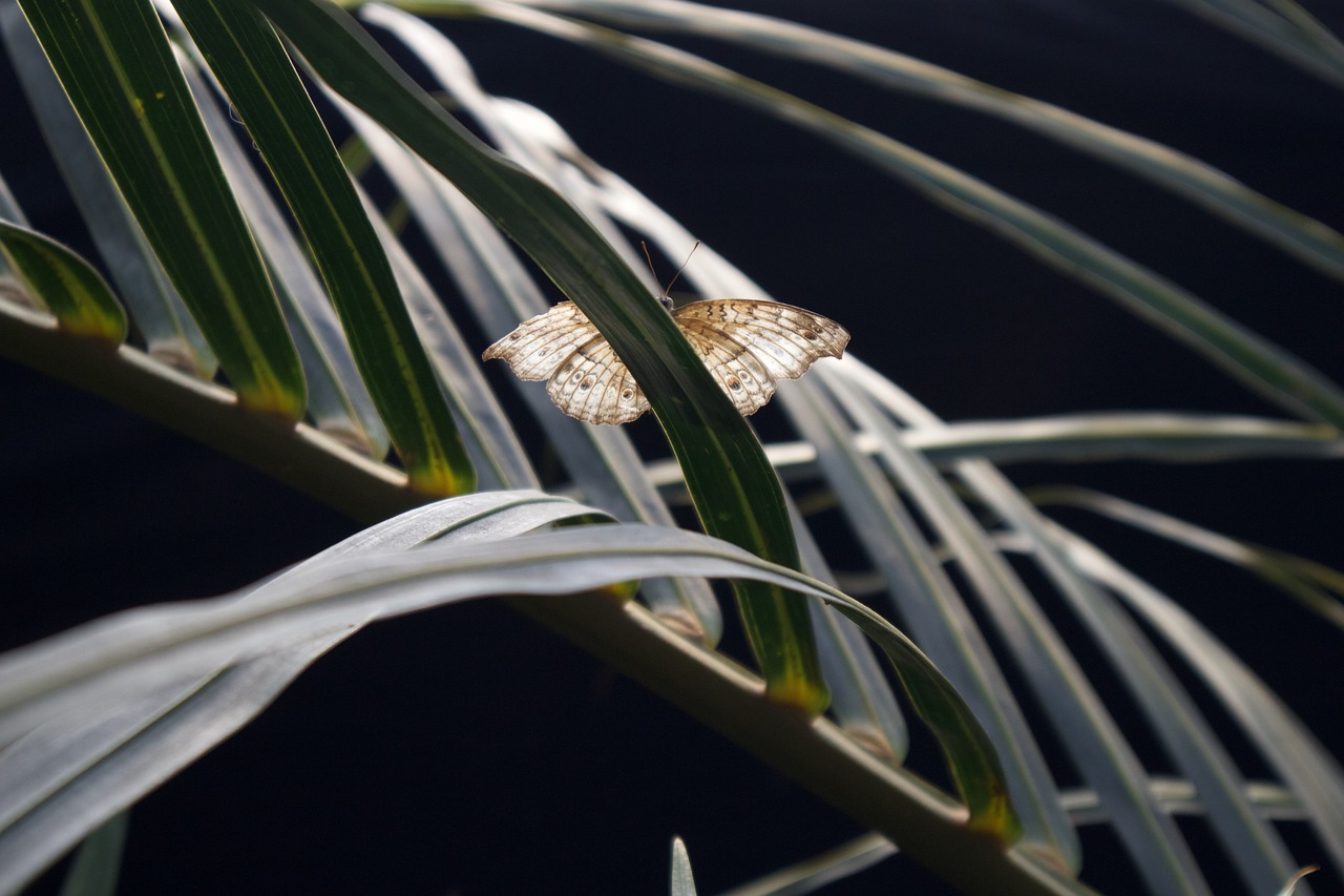 butterfly  nature  garden free photo