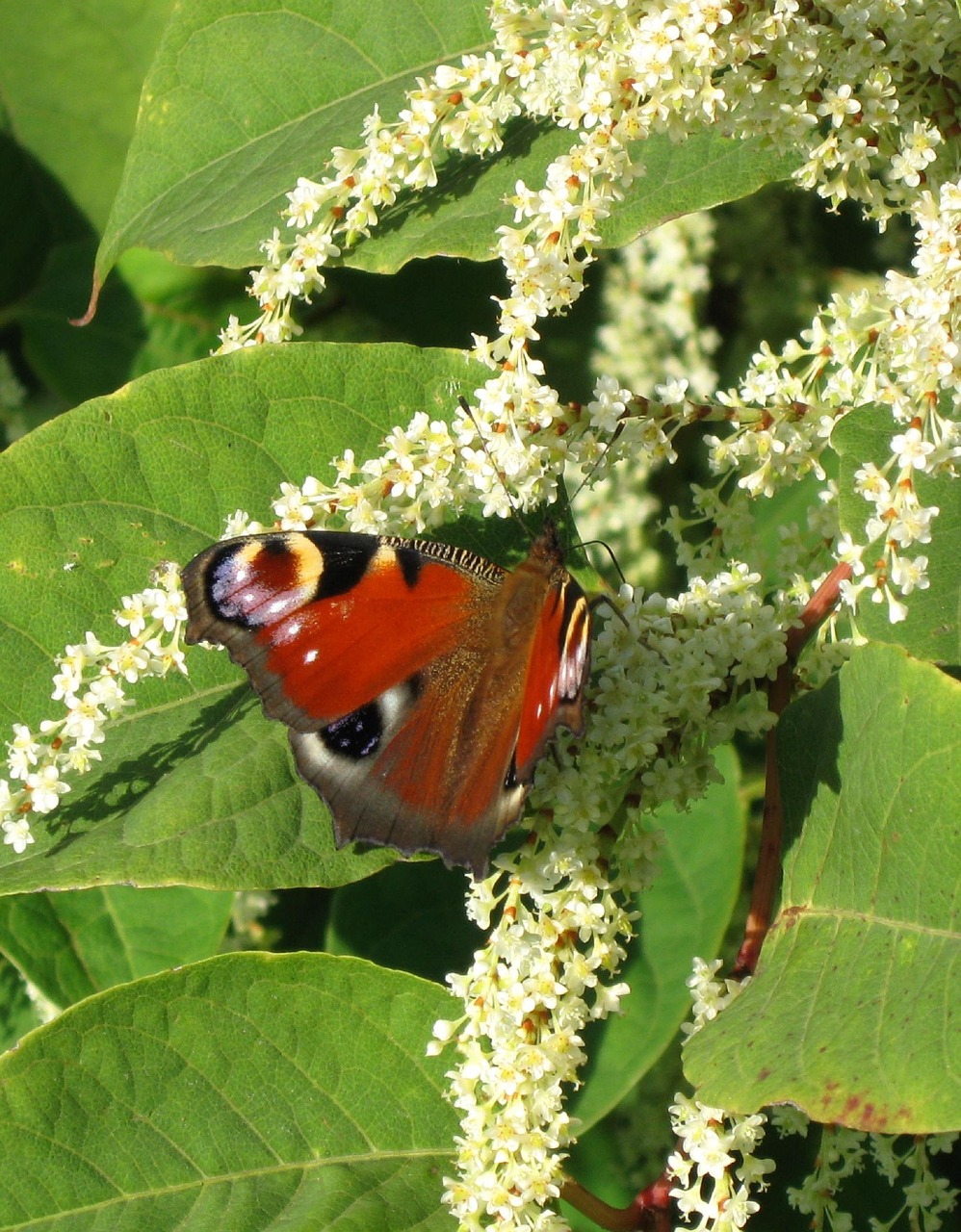 butterfly nature flower free photo