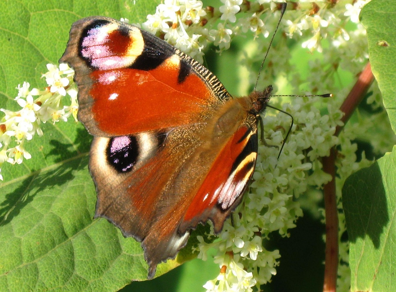 butterfly nature flower free photo