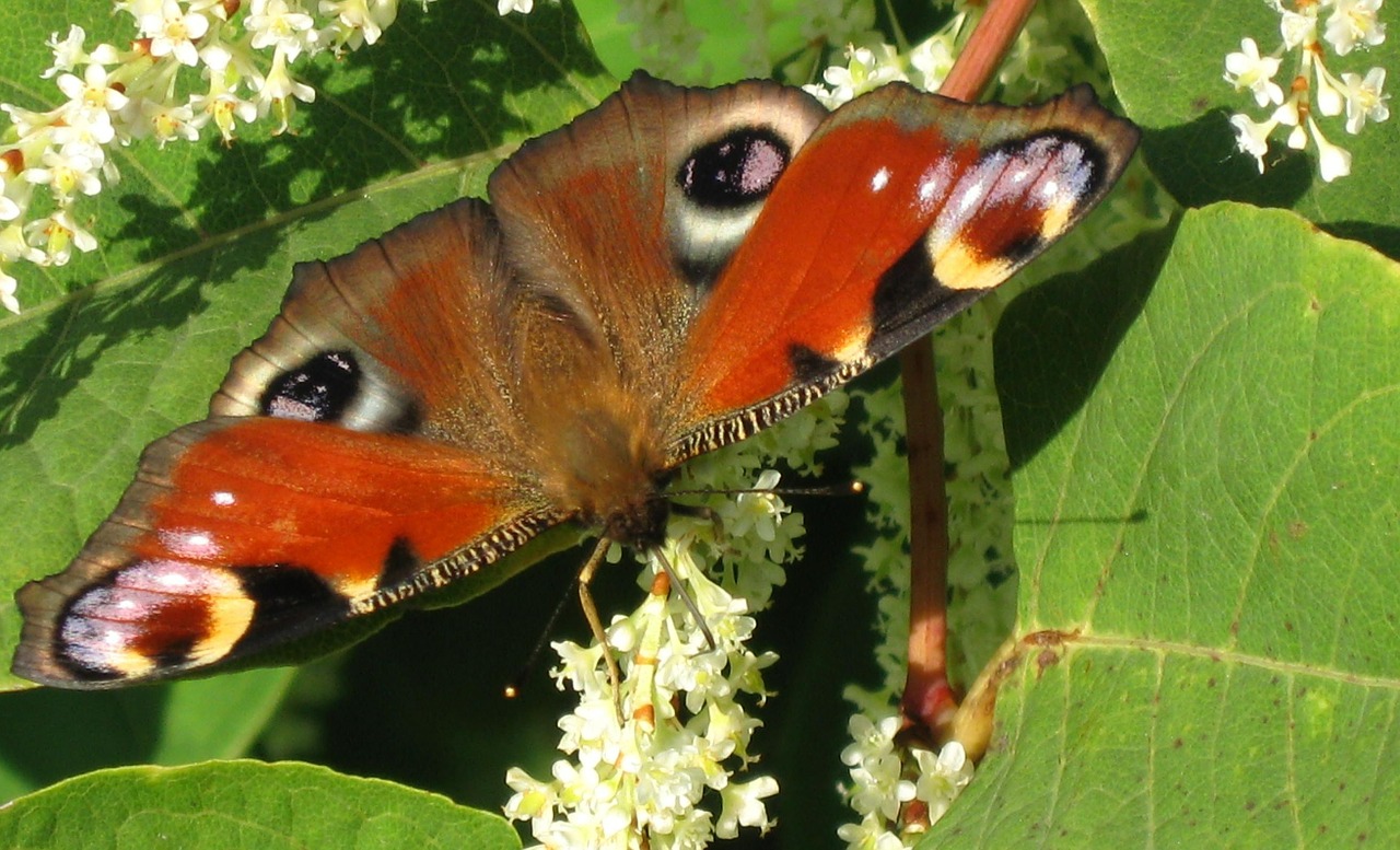 butterfly nature flower free photo