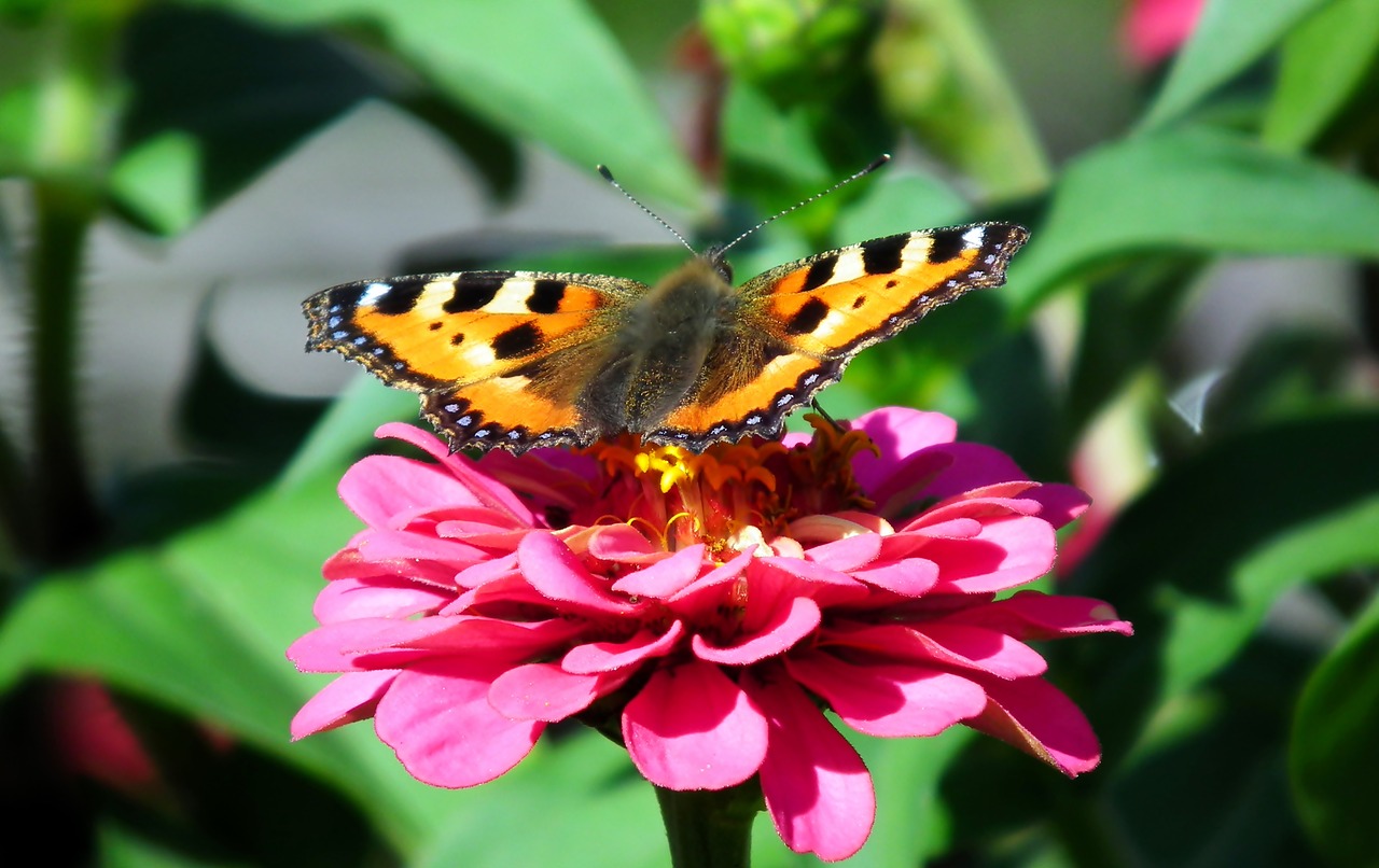 butterfly  insect  flower free photo