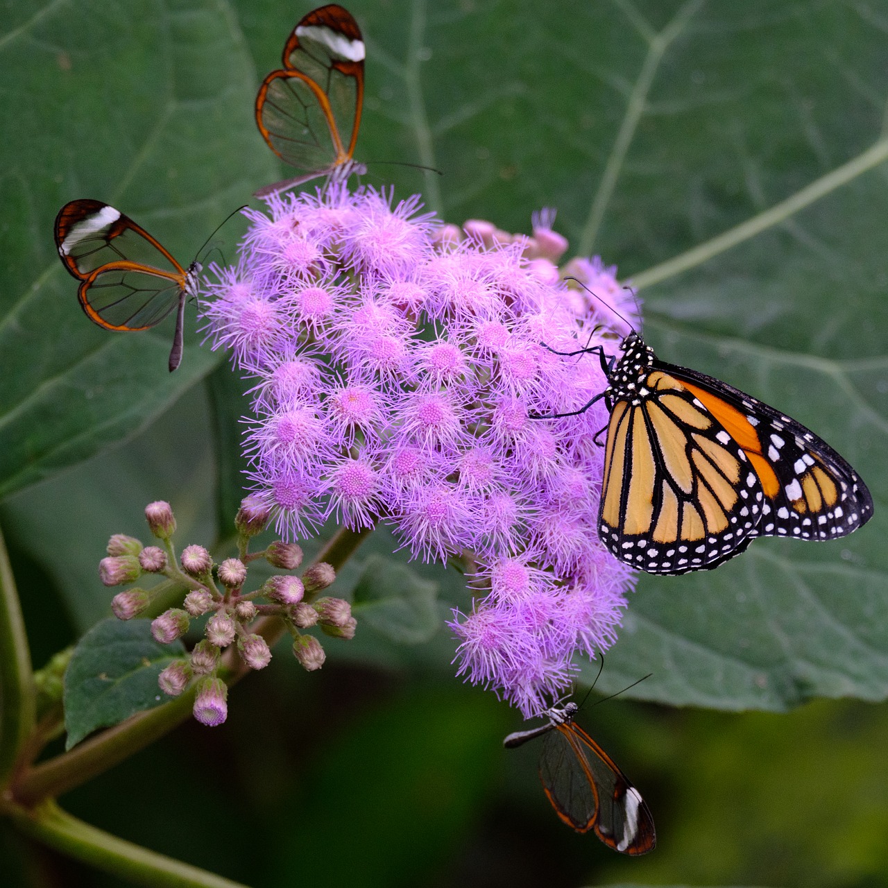 butterfly  monarch  butterflies free photo