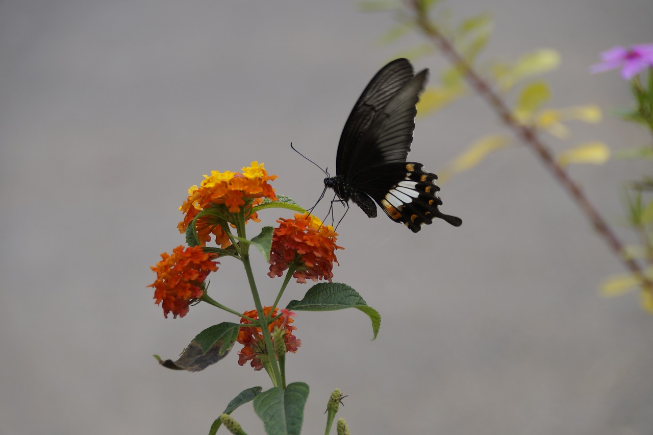 butterfly  nature  insect free photo