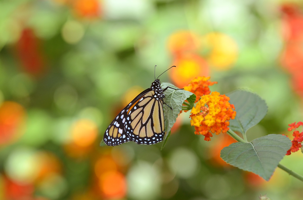 butterfly  flower  insect free photo