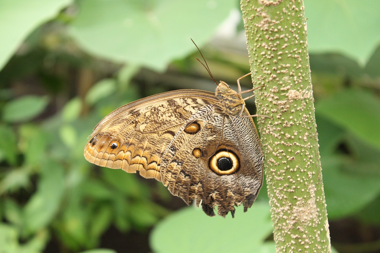 butterfly  nature  insect free photo