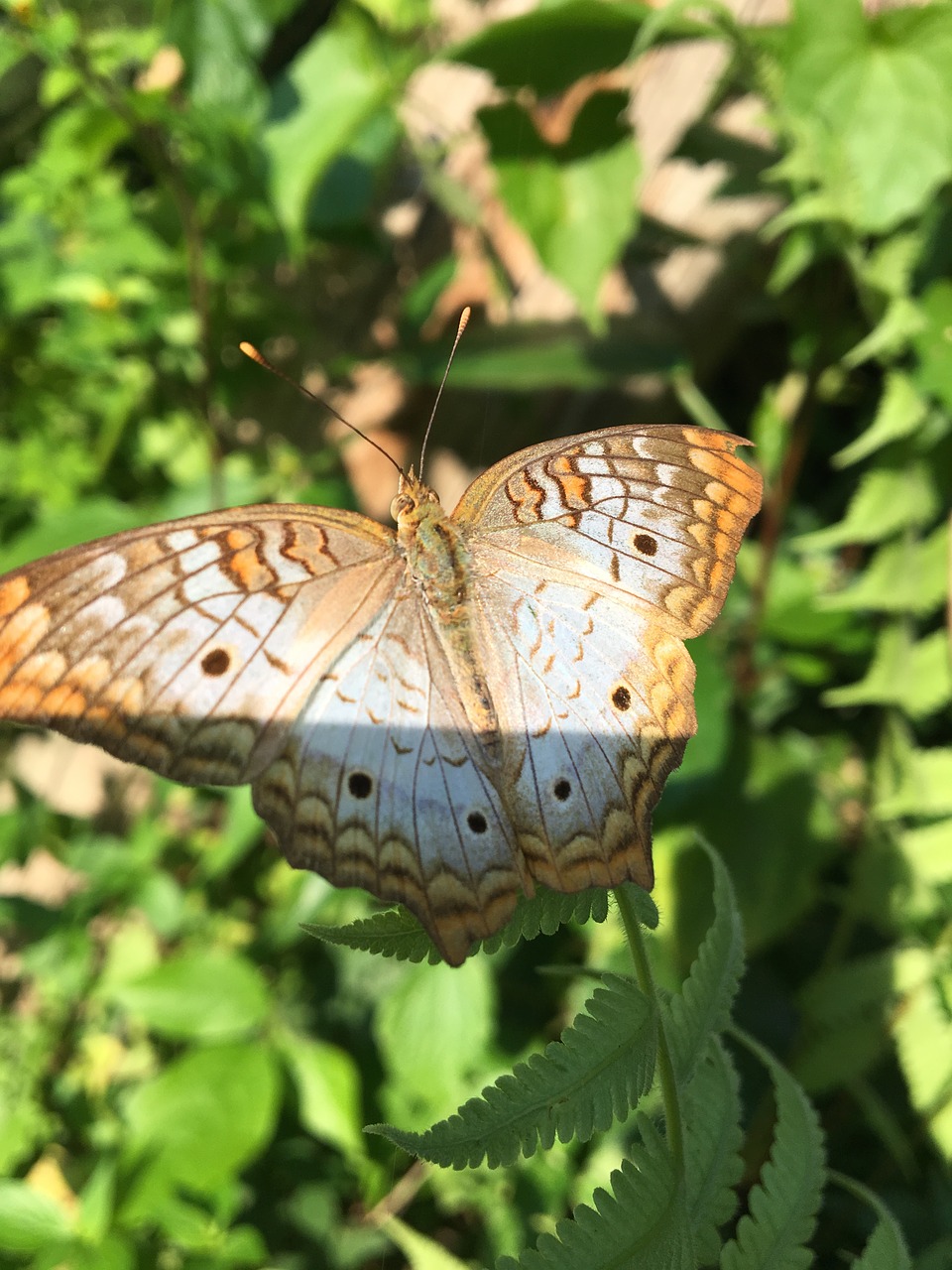 butterfly  nature  fauna free photo