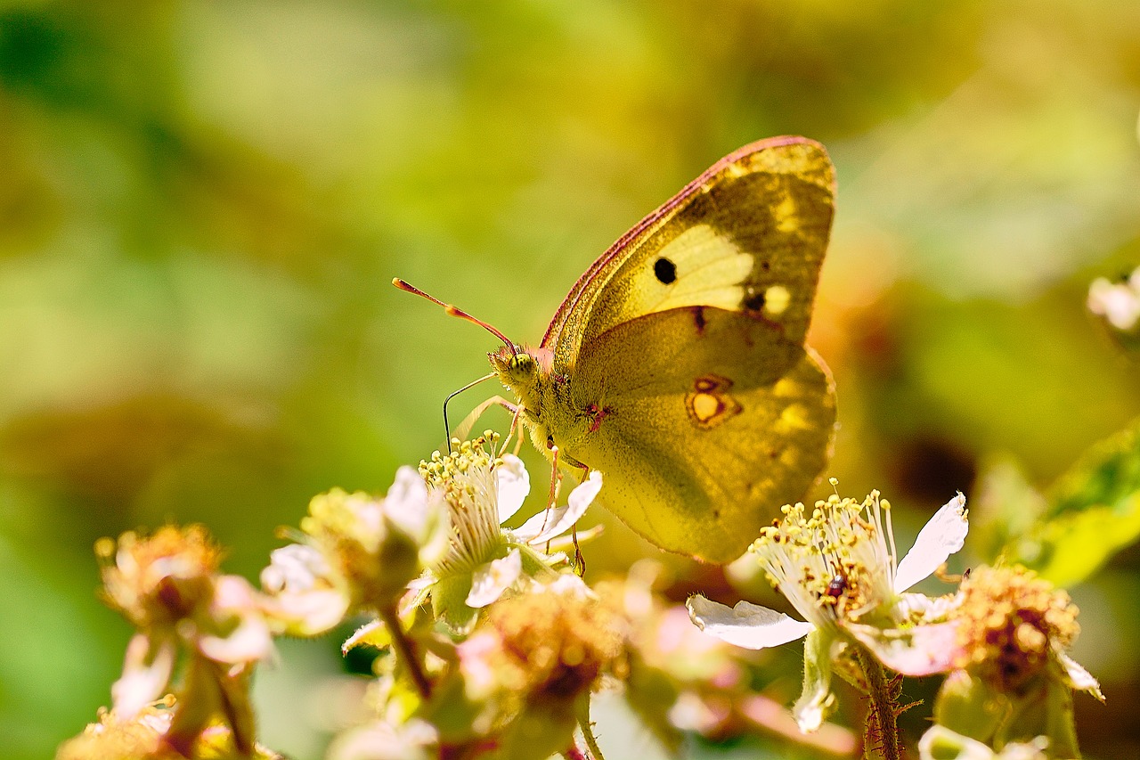 butterfly  insects  animals free photo