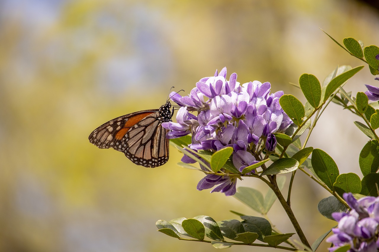 butterfly  flower  texas mountain laurel free photo