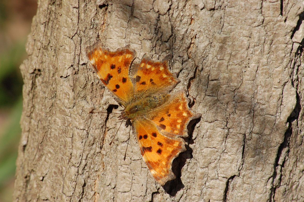 butterfly  insect  butterflies free photo