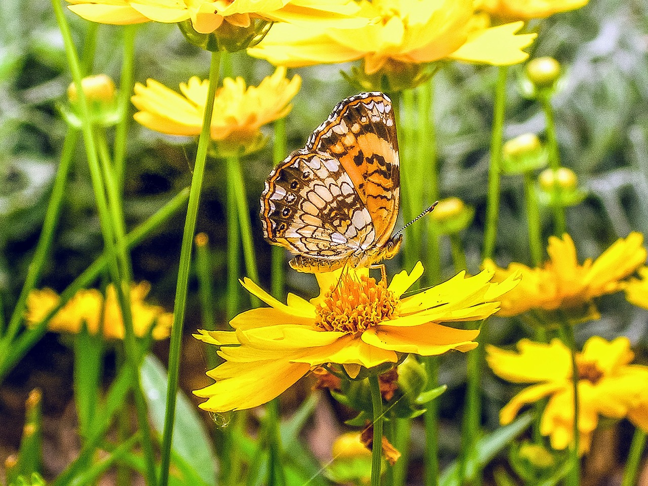 butterfly  yellow  insect free photo