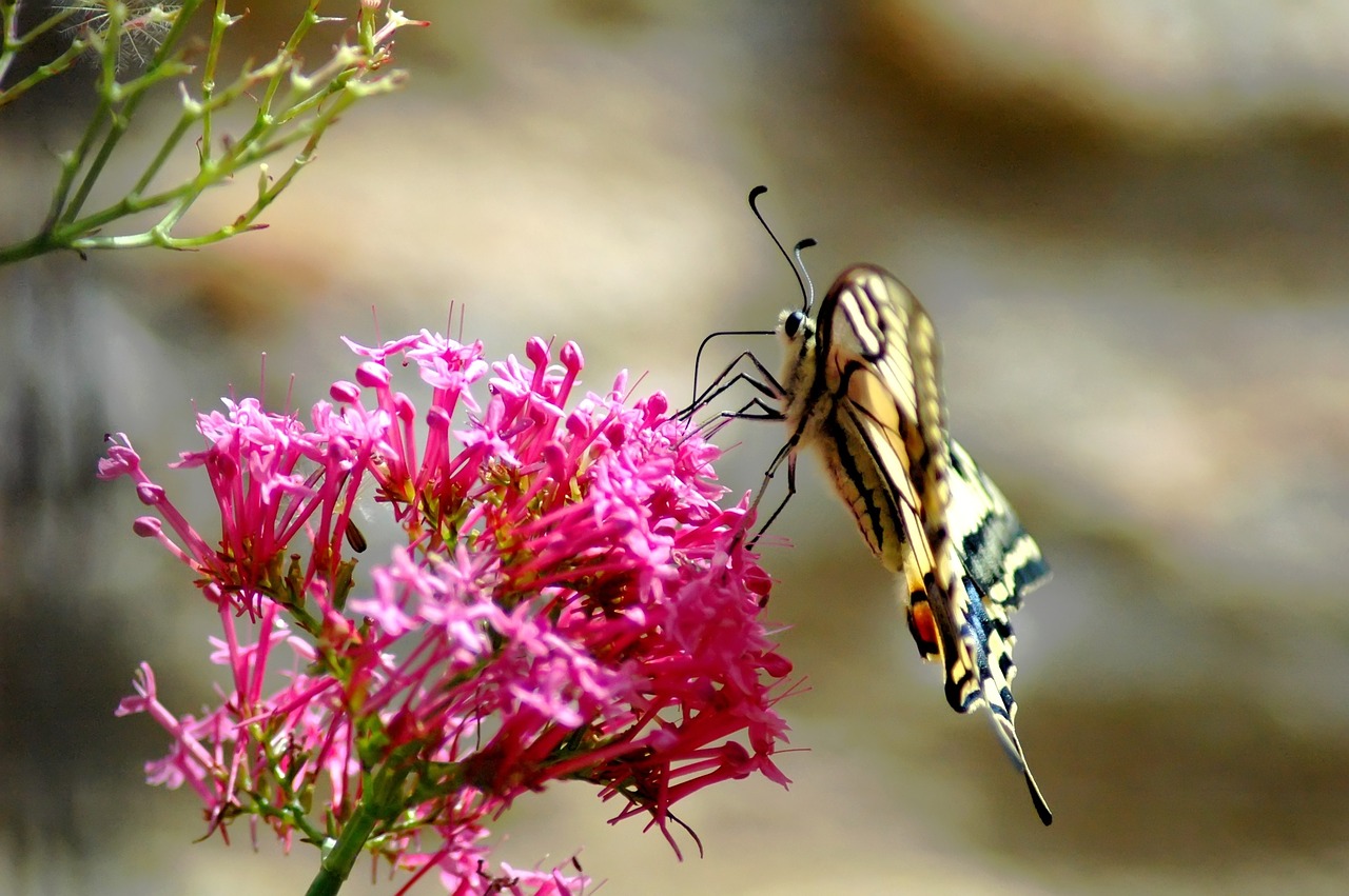 butterfly  spring  flower free photo