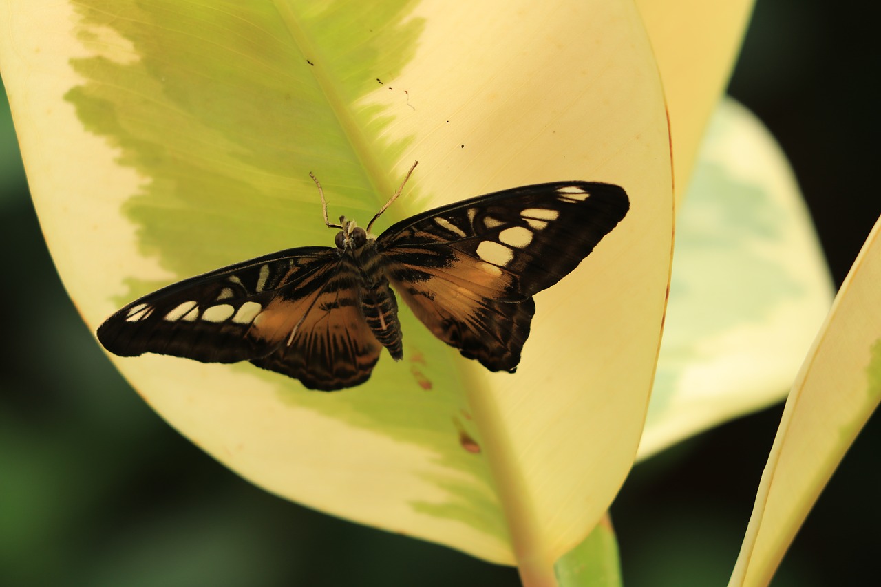 butterfly  bug  fauna free photo