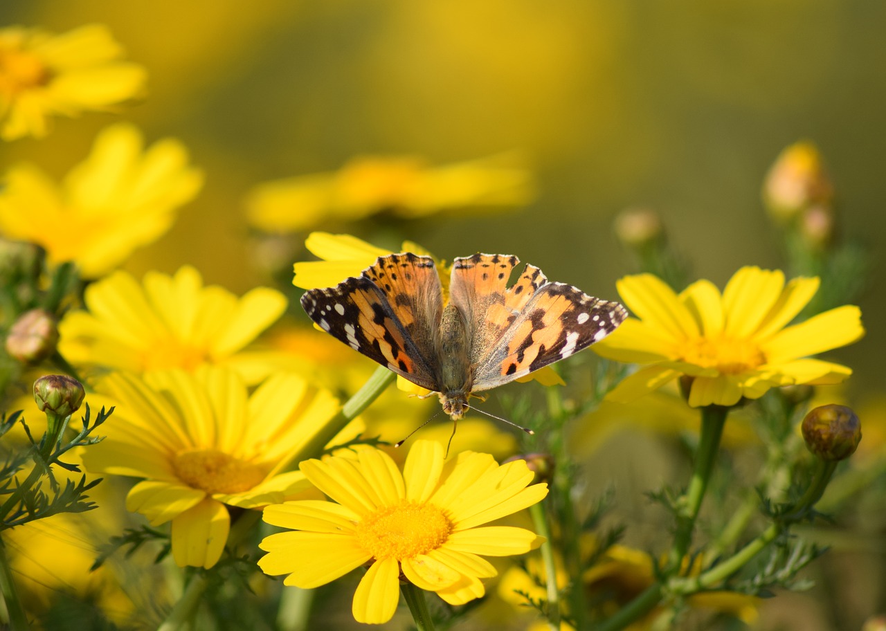 butterfly  flowers  daisies free photo