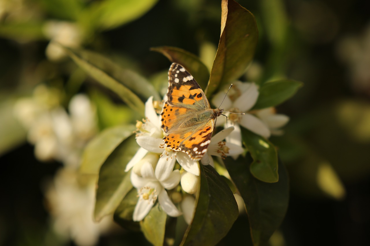 butterfly  insect  vanessa free photo