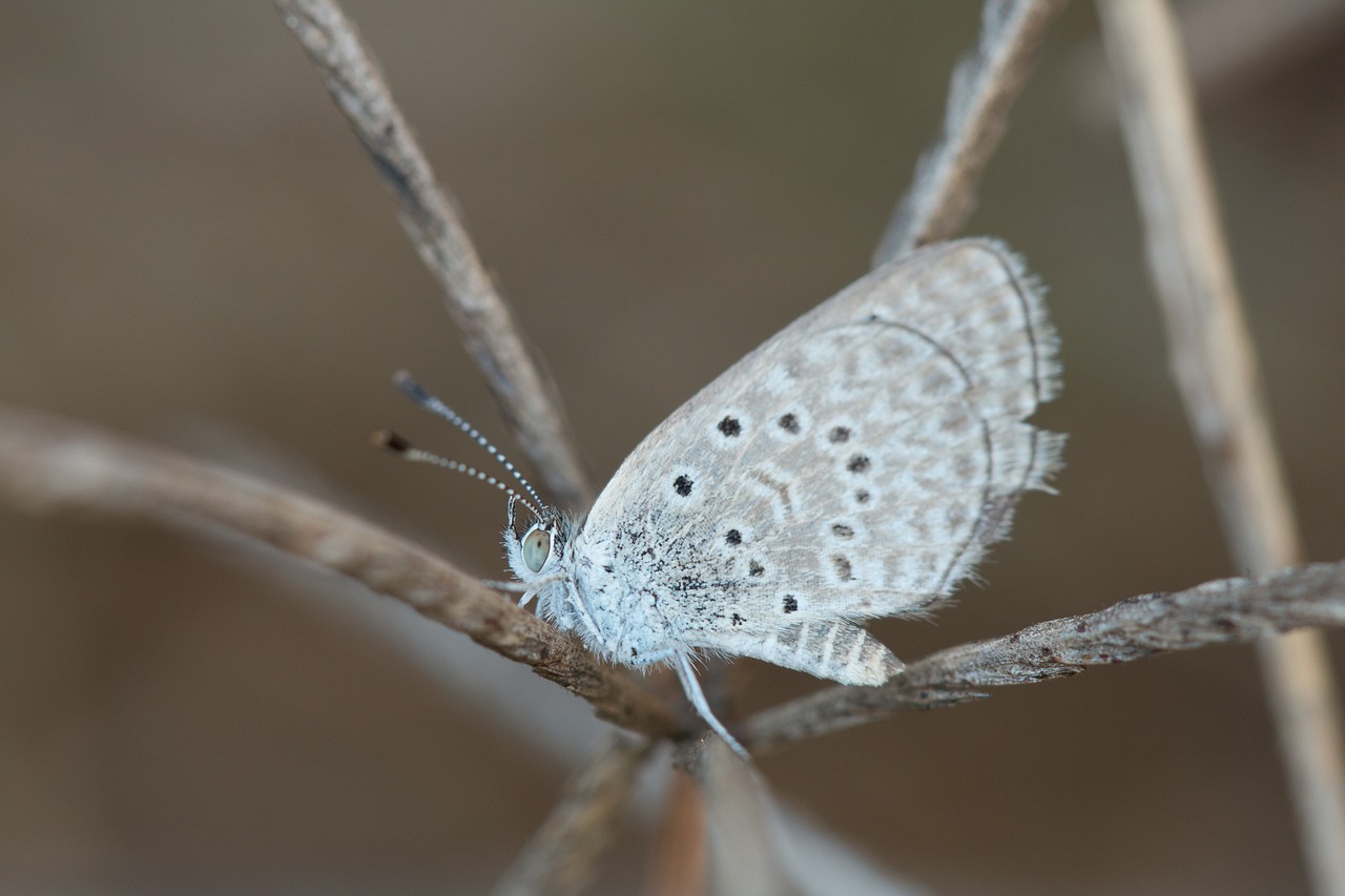 butterfly  macro  nature free photo