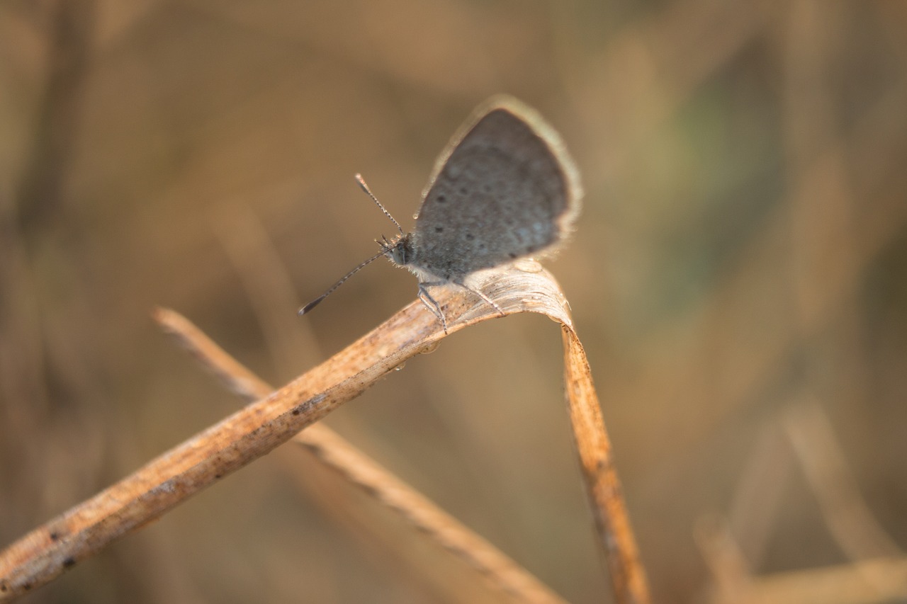 butterfly  macro  nature free photo