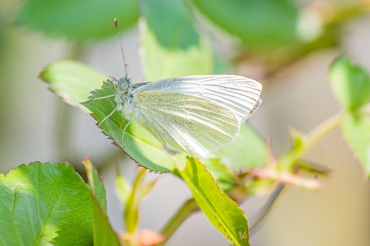 butterfly  insect  white ling free photo