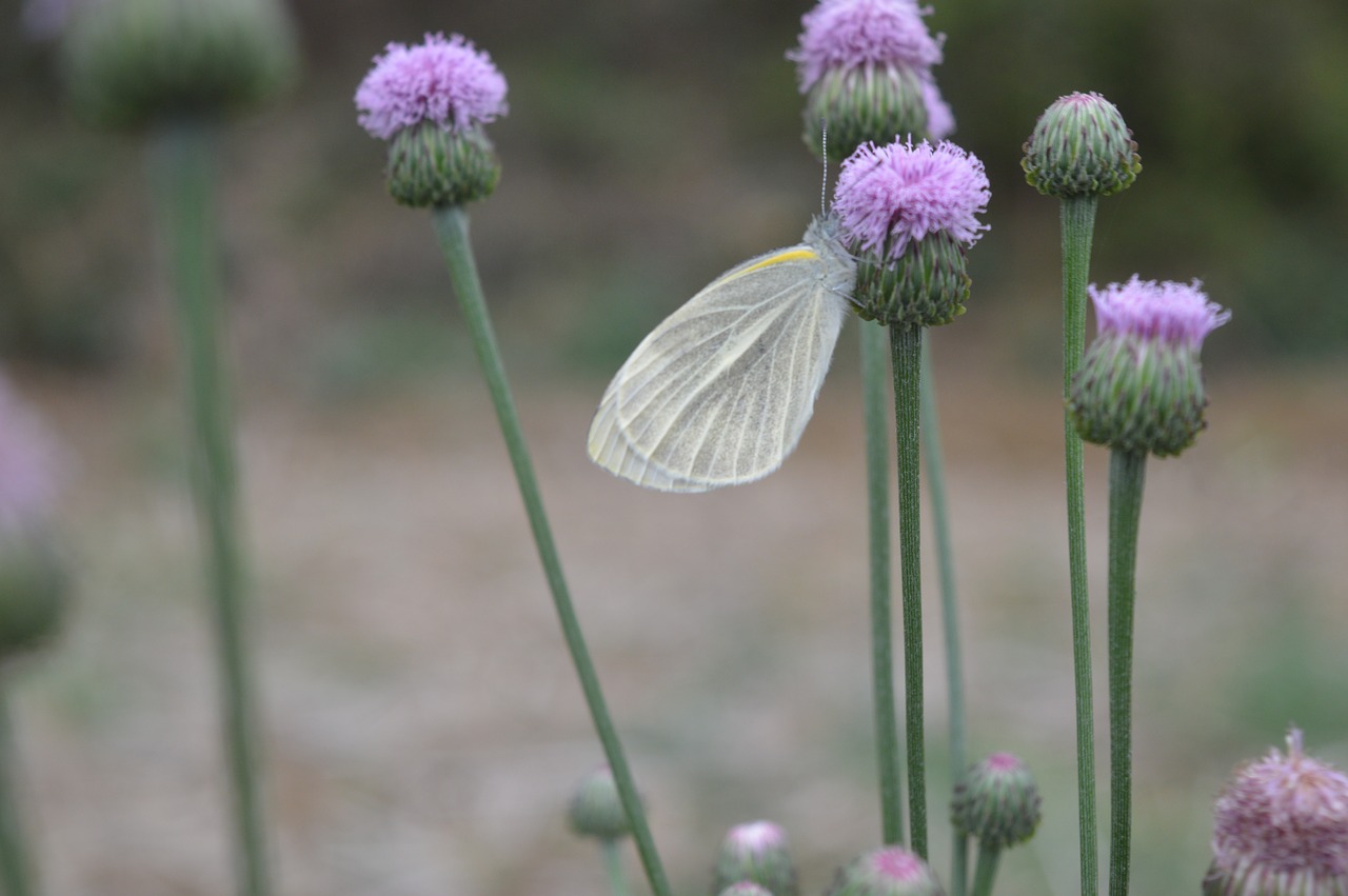 butterfly  flower  purple free photo